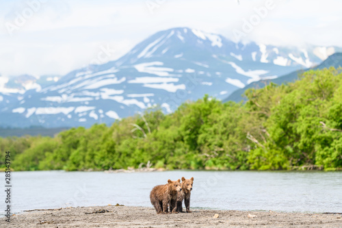 Ruling the landscape, brown bears of Kamchatka (Ursus arctos beringianus) © vaclav