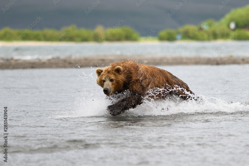 Ruling the landscape, brown bears of Kamchatka (Ursus arctos beringianus) Ruling the landscape, brown bears of Kamchatka (Ursus arctos beringianus)
