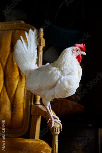 Hen standing on chair