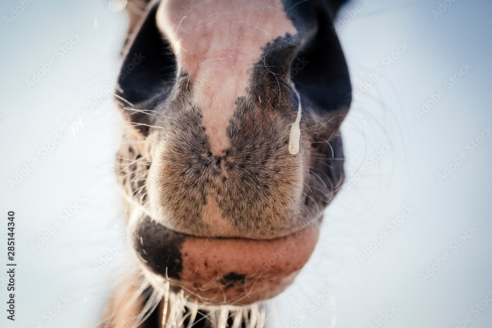 Fototapeta premium Close up of a horse nose