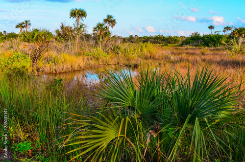 Gator Pool surrounded by Palm Trees; Saw Grass and Palmetta in Everglades National Park photo