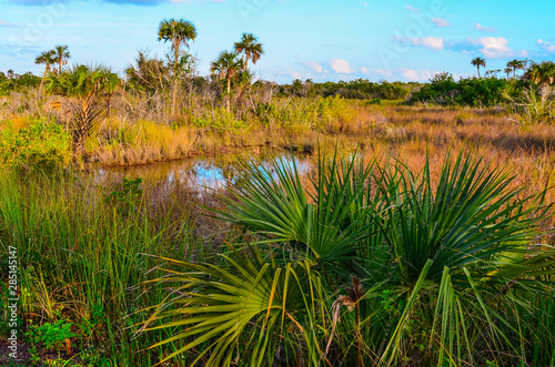 Gator Pool surrounded by Palm Trees; Saw Grass and Palmetta in Everglades National Park
