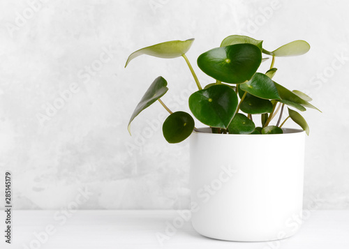 Peperomia raindrop houseplant