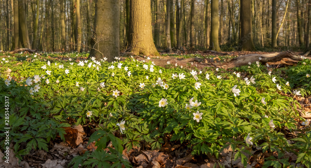 Buschwindröschen (Anemone nemorosa) auf Waldboden Buschwindröschen (Anemone nemorosa) auf Waldboden
