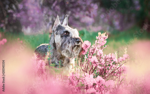 Portraits of the Miniature Schnauzer dog in pink flowers