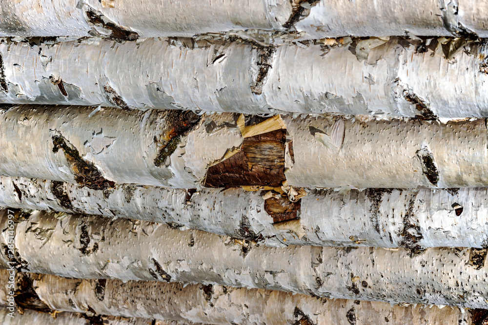 background, bark texture birch, birch bark background, bark texture birch, birch bark