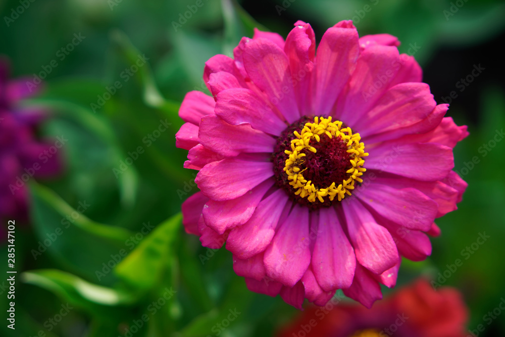 Obraz premium A delightful purple zinnia flower on a garden flower bed. Close-up. Shallow depth of field. Daylight