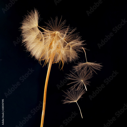 dandelion and its flying seeds on a dark blue background