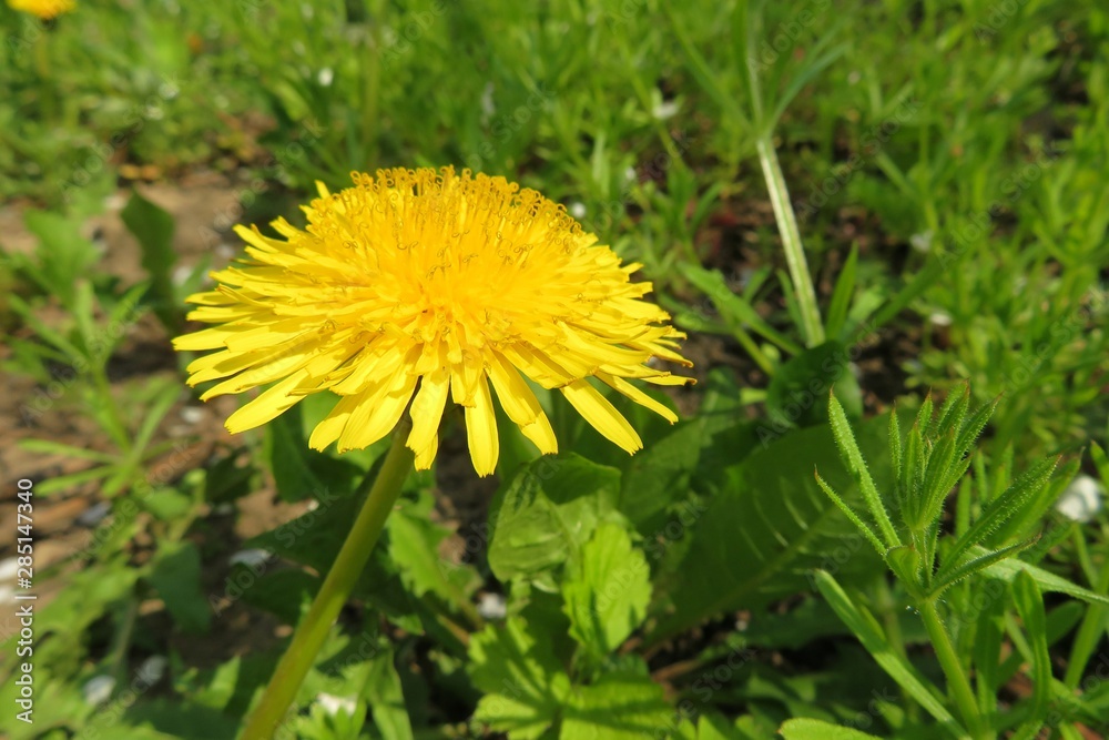 Dandelion flower in the garden, closeup Dandelion flower in the garden, closeup