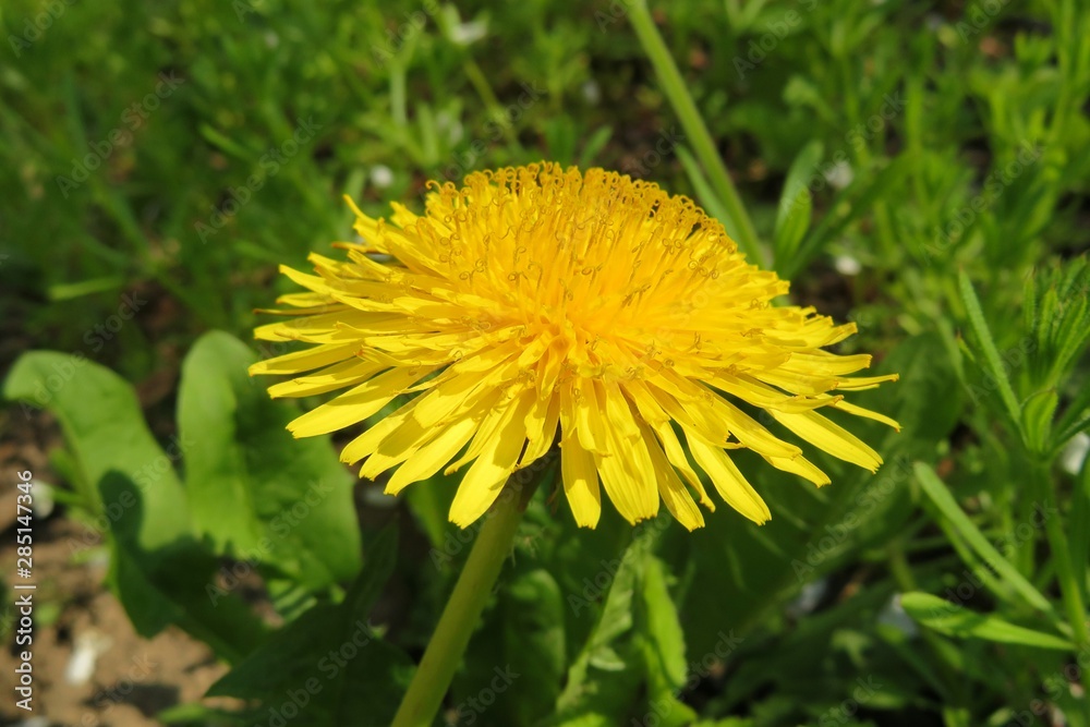 Beautiful dandelion flower in the garden, closeup Beautiful dandelion flower in the garden, closeup