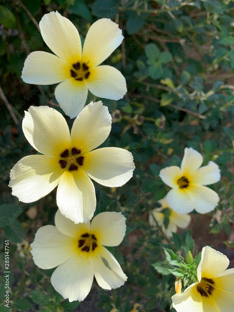 Obraz premium Wildflowers