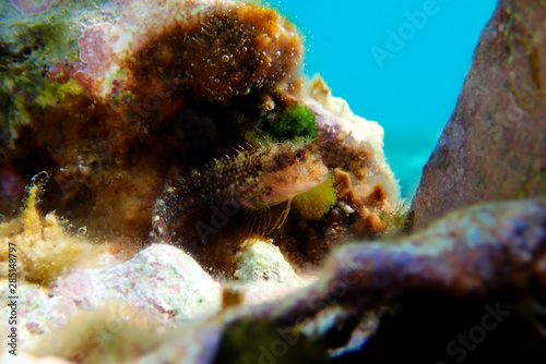 Ringneck Blenny – Parablennius pilicornis photo