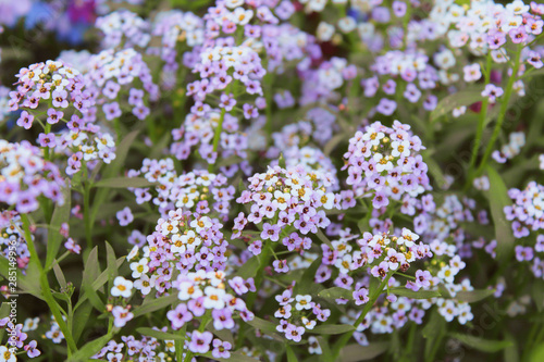 Alissum flowers. Close-up. Background. Texture.