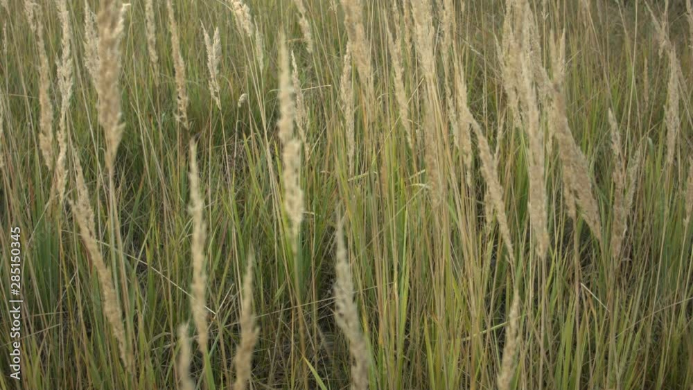 Closeup of dry grass in the fall at sunset. Recorded in Raw on Blackmagic camera. Closeup of dry grass in the fall at sunset. Recorded in Raw on Blackmagic camera.