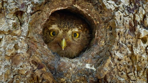 Eurasian pygmy owl looking out of nest hole
