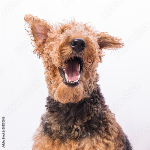 TERRIER