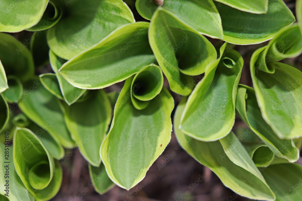Fototapeta premium Hosta Leaves, Franklin, Vermont