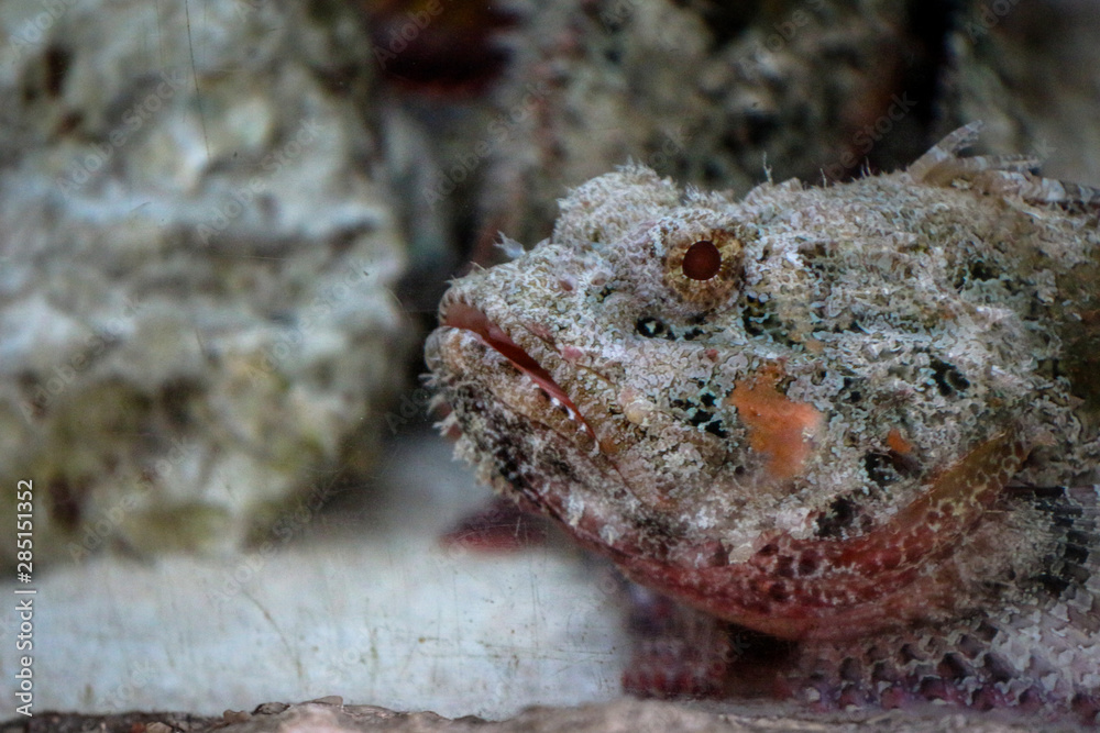 Grumpy Fish Grumpy Fish