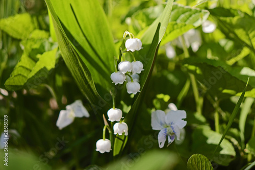 White Lily of the Valley Flowers, Franklin, Vermont