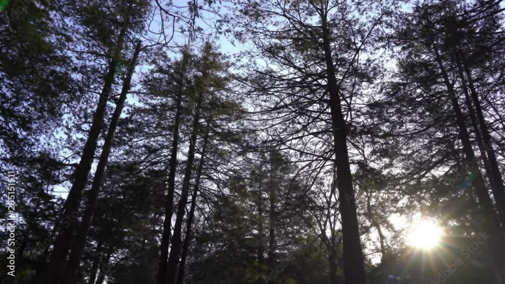 Panning shot of tall pine trees with the sunset behind them Panning shot of tall pine trees with the sunset behind them