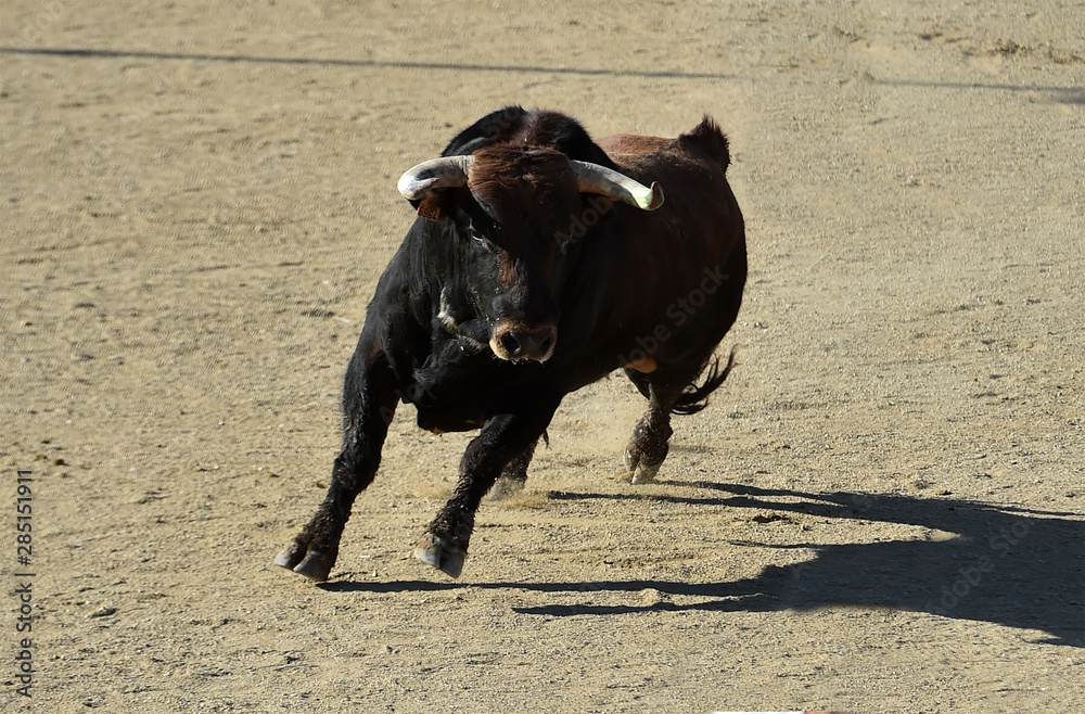 bull in spain bull in spain