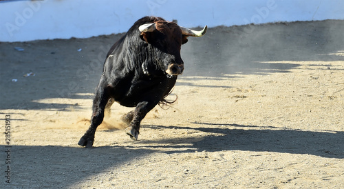 bull in spain