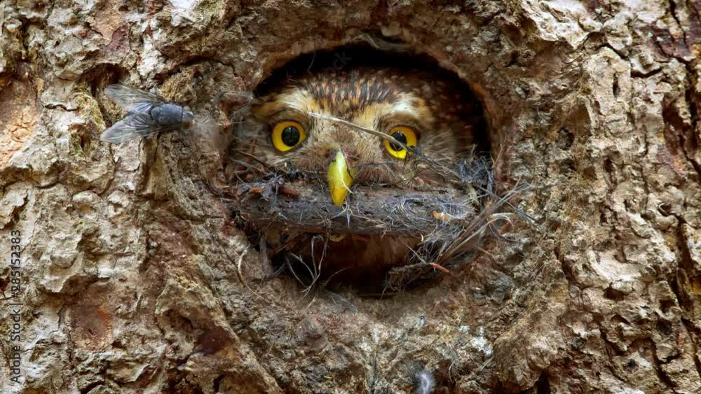 Eurasian pygmy owl (Glaucidium passerinum) with fly on the head Eurasian pygmy owl (Glaucidium passerinum) with fly on the head