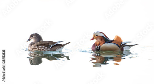 Female and male Mandarin Ducks swimming