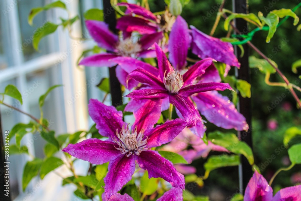 Beautiful morning view of Kilian Donahue variety clematis flowers on vine, selective soft focus with dappled sunlight in an old fashioned Victorian garden Beautiful morning view of Kilian Donahue variety clematis flowers on vine, selective soft focus with dappled sunlight in an old fashioned Victorian garden