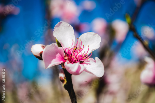 flor rosa en primavera con  photo