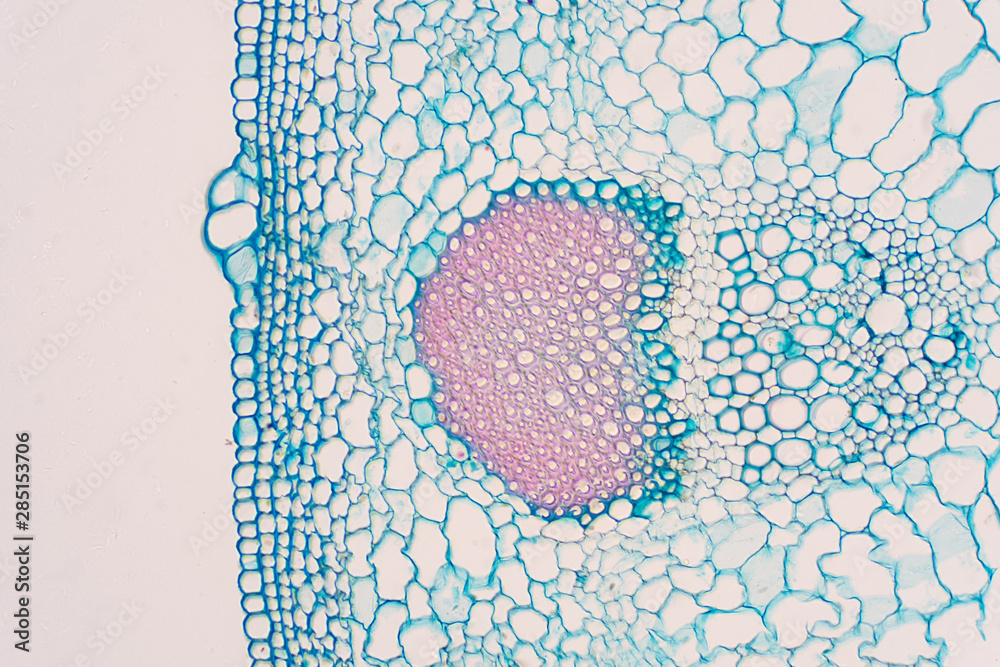 Vascular Tissue vascular-tissue