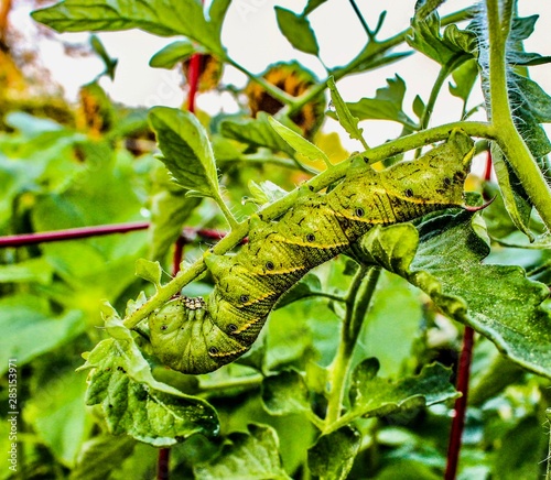 Closeup of a Tomato Hornworm in a garden  (Manduca quinquemaculata) photo