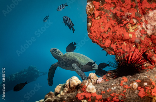 Photography Turtles in Hawaii chilling at a cleaning station