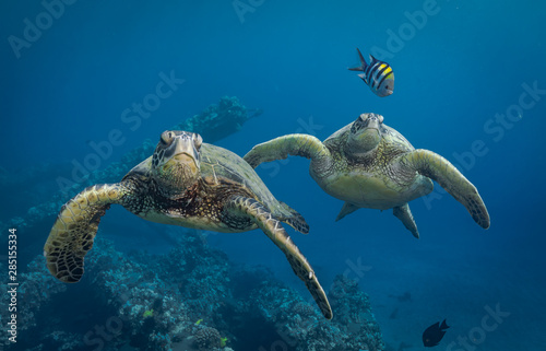 Turtles in Hawaii chilling at a cleaning station © Drew