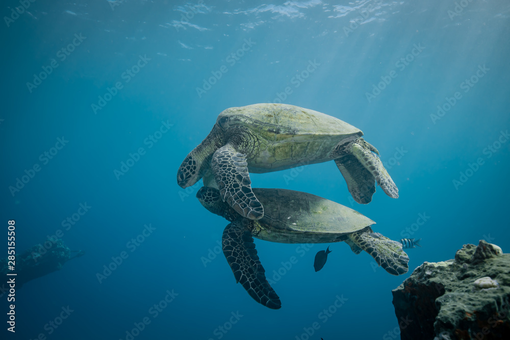 Turtles in Hawaii chilling at a cleaning station Turtles in Hawaii chilling at a cleaning station