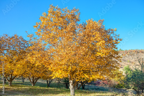 colorful walnut tree in autumn season