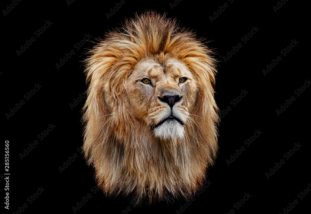 Alu-Dibond Bilder mit Coloured lion head on a black background #285156560
