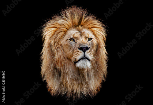 Coloured lion head on a black background