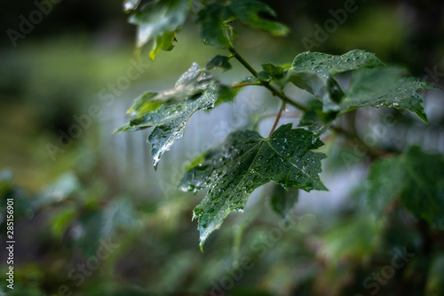 Leaf After Rain During Summer 