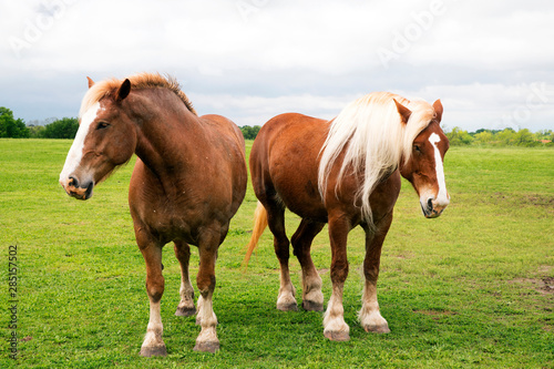 Belgian Draft Horses © brent coulter
