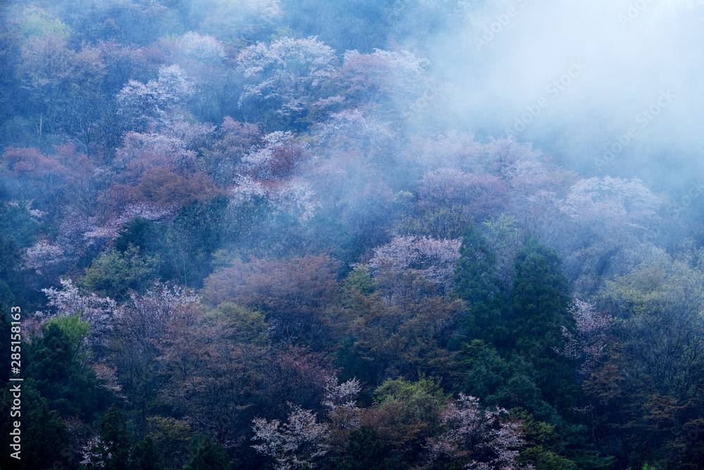 朝霧と天空の桜、霧の中の桜