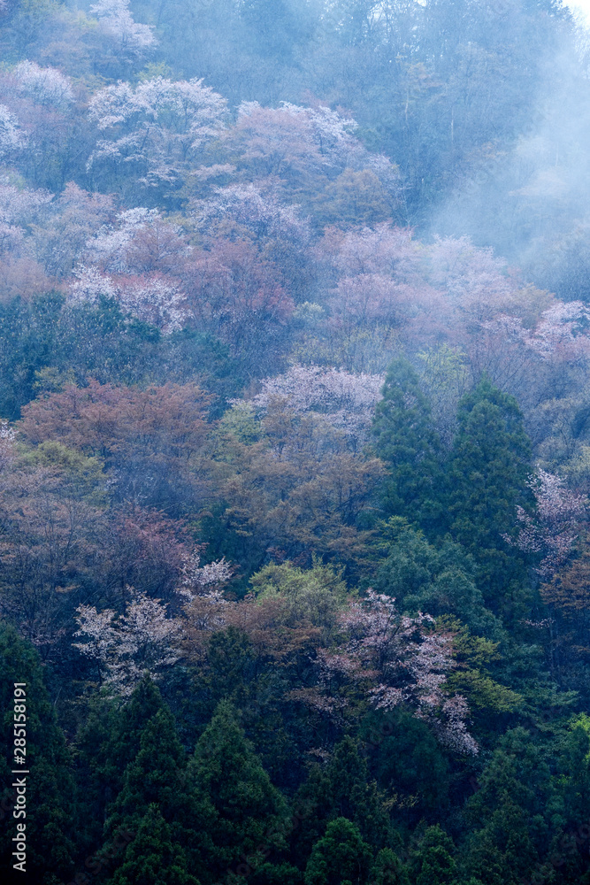 朝霧と天空の桜、霧の中の桜 朝霧と天空の桜、霧の中の桜