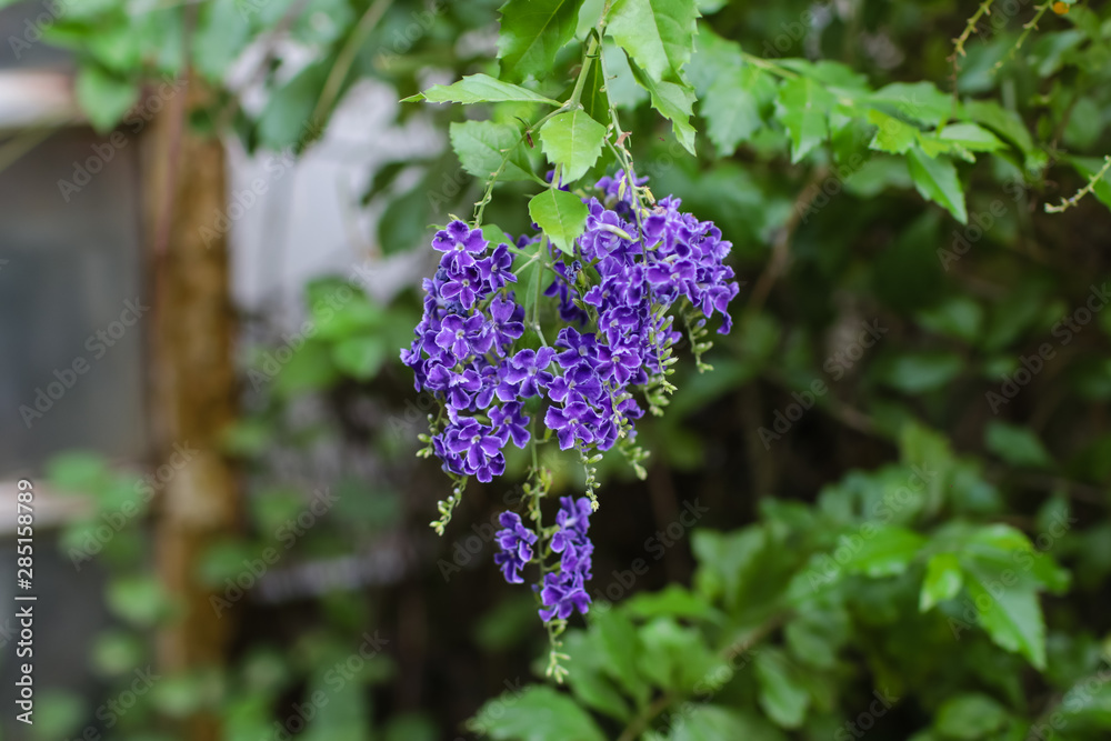 Purple flowers blooming in summertime with dark green background by selective focus Purple flowers blooming in summertime with dark green background by selective focus