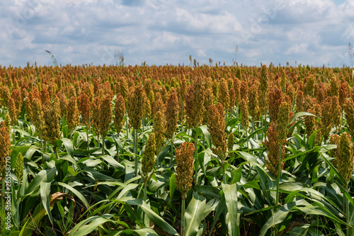 Millet or Sorghum Cereal Field photo