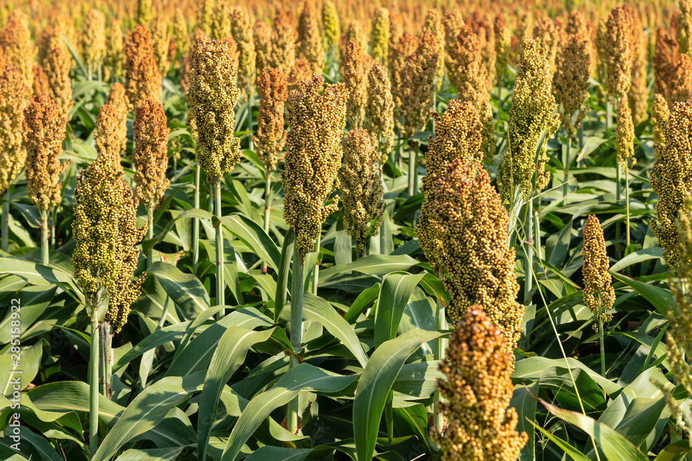 Obraz premium Millet or Sorghum cereal crop in a field. It is widely cultivated in warm regions and is a major source of grain and of feed for livestock.