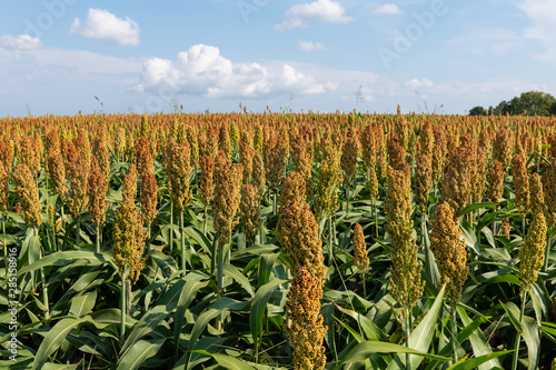 Bild auf Leinwand Millet or Sorghum Cereal Field