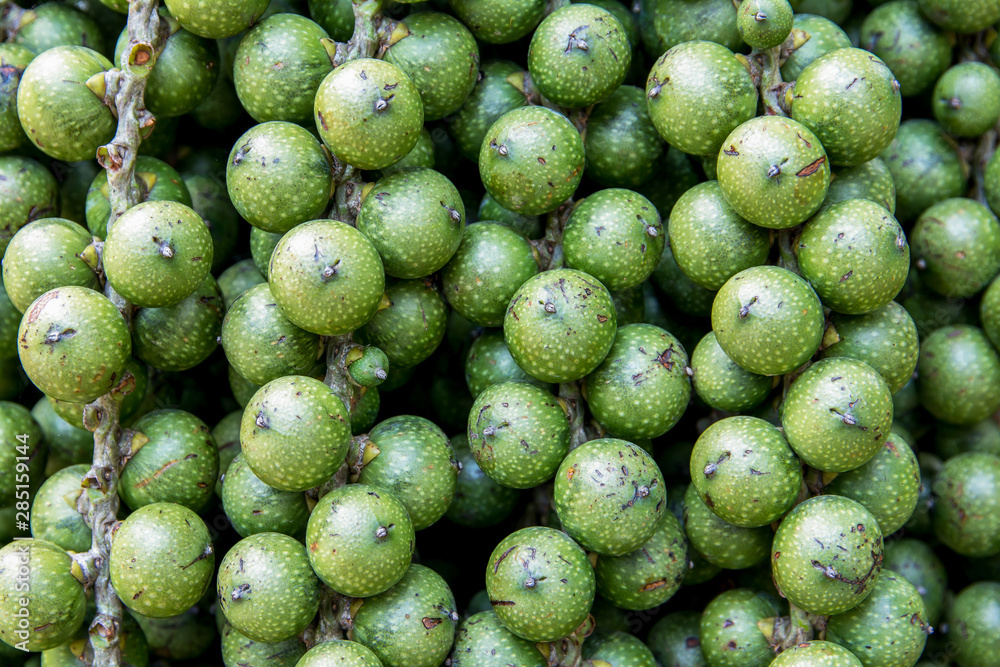 Green betel nut background. Closeup bunch of fresh green betel nut texture surface Green betel nut background. Closeup bunch of fresh green betel nut texture surface