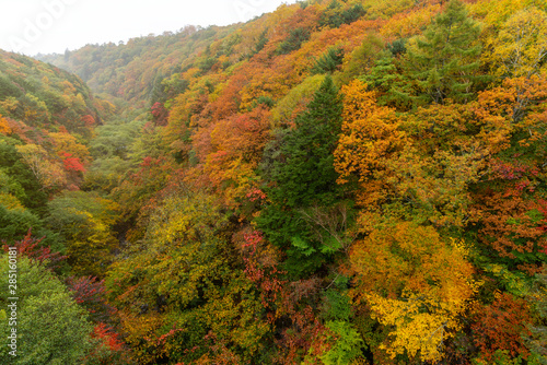 Colorful autumn foliage at Kawamata valley, Japan.
