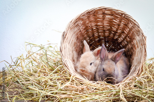 Two little rabbits huddled in a wooden basket on the hay.