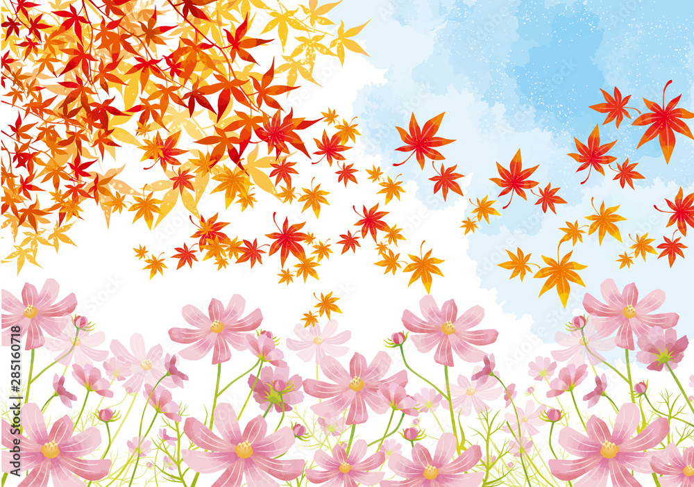 秋桜 秋 花 満開 花畑 空 水彩 背景 背景素材 紅葉 落ち葉 秋桜 秋 花 満開 花畑 空 水彩 背景 背景素材 紅葉 落ち葉